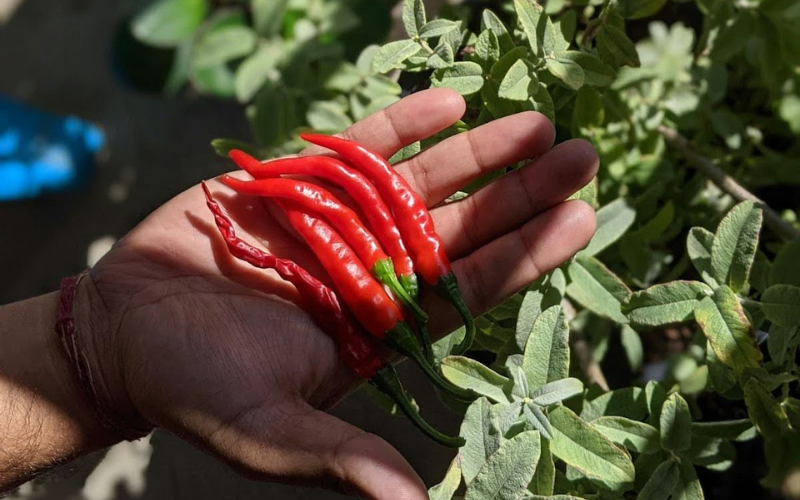 fresh cayenne peppers